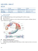 GIẢI PHẪU SINH lý cơ