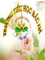 Bài giảng TRE mây SONG  khoa học lớp 5