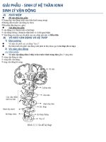 GIẢI PHẪU SINH lý thần kinh   vận động