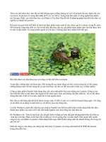 Nhà khoa học tiết lộ giá trị dinh dưỡng bất ngờ của bèo tấm