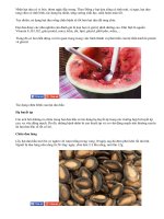 4 loại bệnh có thể chữa được từ phần vứt đi của quả dưa hấu