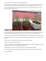 Thuốc chữa nhiều bệnh từ hành tăm