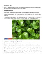 Trị cảm nắng, cảm nóng bằng thuốc dân gian