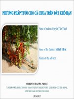 Bài thuyết trình phương pháp tưới cho cà chua trên đất khô hạn