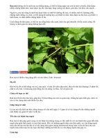 Khám phá tác dụng thần kỳ của rau má