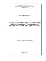Nghiên cứu tính đa hình của gen OsHKT1 mã hóa cho protein vận chuyển ion liên quan đến tính chịu mặn ở cây lúa 