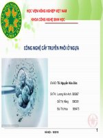 Công nghệ cấy truyền phôi ở ngựa