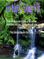 Hô hấp ở động vật