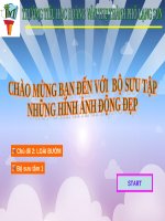BỘ SƯU TẦM ẢNH ĐỘNG BƯỚM 1