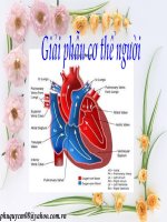 hinh anh giai phau nguoi