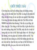 tập tính côn trùng