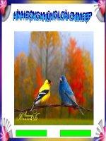 Hoạt động của các loài Chim 01