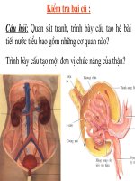 Tiết 41: Bài tiết nước tiểu