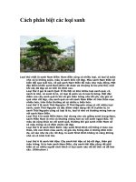 Cách phân biệt các loại sanh