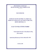 đánh giá nguồn gen phục vụ chọn tạo giống lúa năng suất cao, chất lượng tốt, kháng bệnh bạc lá
