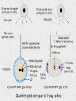 Quá trình phát sinh giao tử