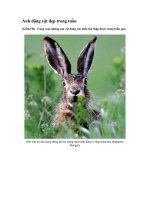 Ảnh động vật đẹp trong tuần