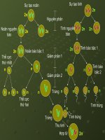 Phát sinh giao tử ở Động vật