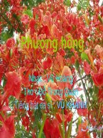 PHƯỢNG HỒNG