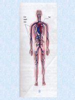 vệ sinh co quan tuần hoàn