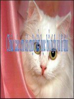 SD bien trong CT Thay MinhTin 8