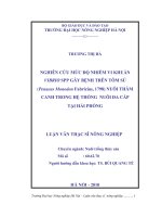 nghiên cứu mức độ nhiễm vi khuẩn vibrio spp gây bệnh trên tôm sú (penaeus monodon fabricius, 1798) nuôi thâm canh trong hệ thống nuôi đa cấp tại hải phòng