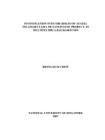 Investigation into the roles of ataxia telangiectasia mutated gene product, in multiple BRCA backgrounds