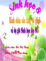 TIẾT 48 TRỤ não TIỂU não và não TRUNG GIAN 