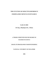 Investigate the function of kinectin isoforms in endoplasmic reticulum dynamics