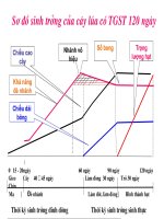 sinh trưởng cây lúa và quản lý dịch hại