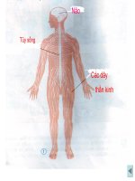 Bài 12: Cơ quan thần kinh