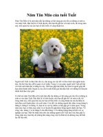 NĂM TÂN MÃO CỦA TUỔI TUẤT