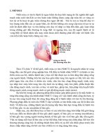 Tiểu luận về tế bào gốc