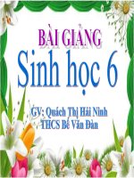 Bài 28 sinh học 6:cấu tạo và chức năng của hoa