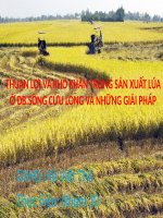 Bài thuyết trình thuận lợi và khó khăn trong sản xuất lúa ở đồng bằng sông cửu long và những giải pháp