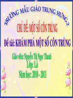 Một số loại côn trùng