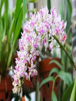 Lê Thị Thanh Tâm