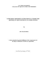 comparing different supplemental foods for artemia in the intensive culture system