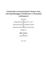 Funktionelle neuroanatomische analyse einesnahrungsabhängigen schaltkreises in drosophila melanogaster