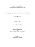 Adiponectin in cattle profiling of molecular weight patterns in different body fluids at different physiological states and assessment of adiponectin’s effects on lymphocytes
