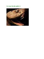 Nghiên cứu Các loại rắn độc