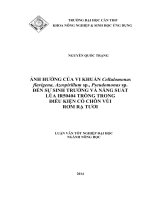 ảnh hưởng của vi khuẩn cellulomonas flavigena, azospirillum sp , pseudomonas sp  đến sự sinh trưởng và năng suất lúa ir50404 trồng trong điều kiện có chôn vùi rơm rạ tươi 