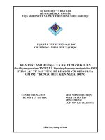 khảo sát ảnh hưởng của hai dòng vi khuẩn bacillus megateriumtv2b7 và stenotrophomonas maltophiliaam3 phân lập từ đất vùng rễ lúa đối với giống lúa om 9921 trồng ở điều kiện ngoài đồng