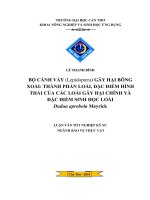 bộ cánh vẩy (lepidoptera) gây hại bông xoài, thành phần loài, đặc điểm hình thái của các loài gây hại chính và đặc điểm sinh học loài dudua aprobola meyrick 
