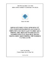 khảo sát khả năng sinh bào tử của nấm paecilomyces javanicus trên nền cơ chất gạo và hiệu quả phòng trừ rệp sáp dysmicoccus neobrevipes gây hại huệ trắng trong điều kiện phòng thí nghiệm và nhà lưới 