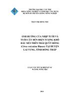 ảnh hưởng của nhịp tưới và tuổi cây đến hiện tượng khô đầu múi trên trái quýt hồng (citrus reticulata blanco) tại huyện lai vung, tỉnh đồng tháp 