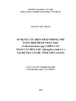 áp dụng các biện pháp phòng trừ tổng hợp bệnh thán thư (collectotrichum spp ) trên cây xoài cát hòa lộc (mangifera indica l ) tại huyện cái bè, tỉnh tiền giang 