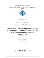 ảnh hưởng của iprobenfos lên hoạt tính enzyme cholinesterase ở cá rô đồng (anabas testudineus) trong ruộng lúa