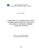 ảnh hưởng của naphthalene acetic acid đến sinh trưởng và năng suất hai giống lúa mtl560 và ir50404 vụ hè thu năm 2014 