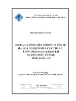 hiệu quả bóng đèn compact đến sự ra hoa nghịch mùa cây thanh long (hylocereus undatus) tại huyện châu thành, tỉnh long an 
